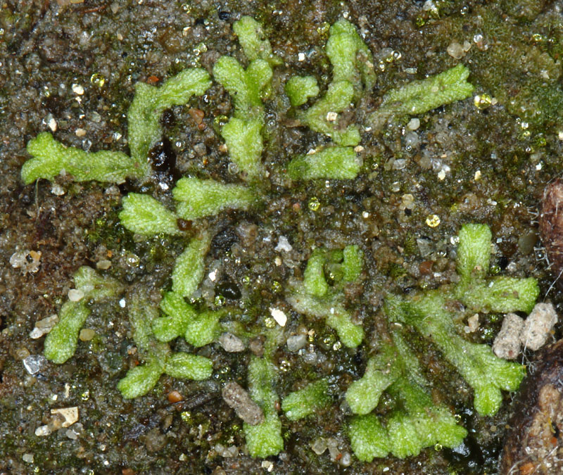 Riccia huebeneriana subsp. sullivantii